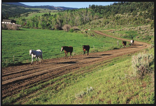  Ranch Cowboy School - Habibi World Travel & Tour America